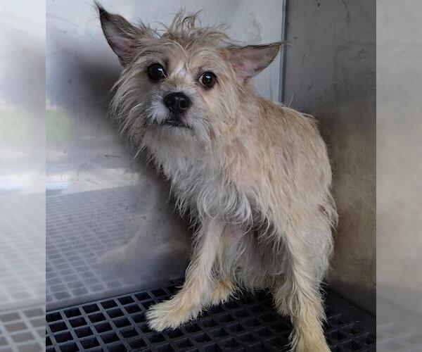 Medium Photo #1 Mutt Puppy For Sale in Fort Lauderdale, FL, USA