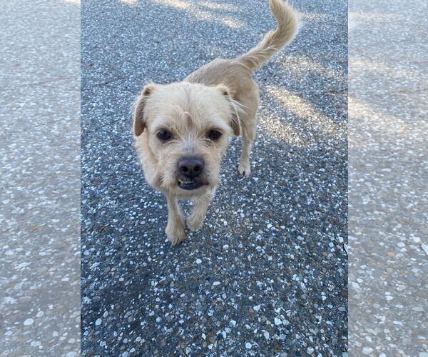 Medium Photo #4 Mutt Puppy For Sale in La Verne, CA, USA