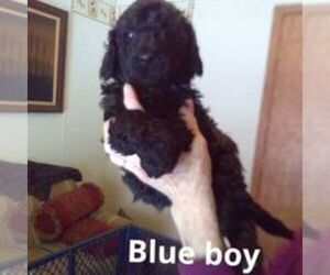 Poodle (Standard) Puppy for sale in RICHLAND, NY, USA