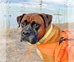 Small #1 Boxer Mix