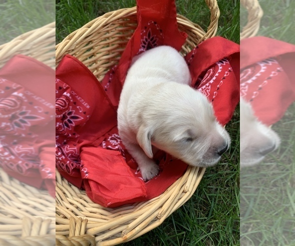 Medium Photo #9 Golden Retriever Puppy For Sale in BEAVERCREEK TOWNSHIP, OH, USA