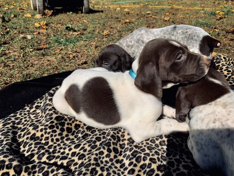 Medium Photo #3 German Shorthaired Pointer Puppy For Sale in PROSPECT, VA, USA
