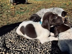 Small Photo #3 German Shorthaired Pointer Puppy For Sale in PROSPECT, VA, USA