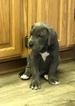 Small Photo #4 Great Dane Puppy For Sale in REDDING, CA, USA