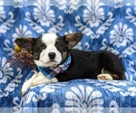 Small Photo #5 Pembroke Welsh Corgi Puppy For Sale in ELKTON, MD, USA