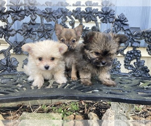 Pomeranian-YorkiePoo Mix Puppy for sale in LINCOLN UNIVERSITY, PA, USA