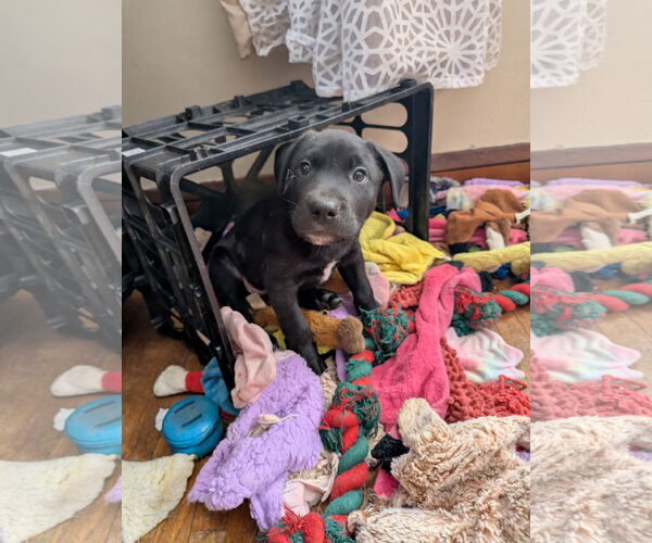 Medium Photo #2 Labrador Retriever-Unknown Mix Puppy For Sale in St. Louis Park, MN, USA