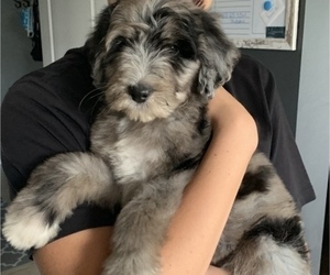 Bernedoodle-Poodle (Standard) Mix Puppy for sale in O FALLON, MO, USA