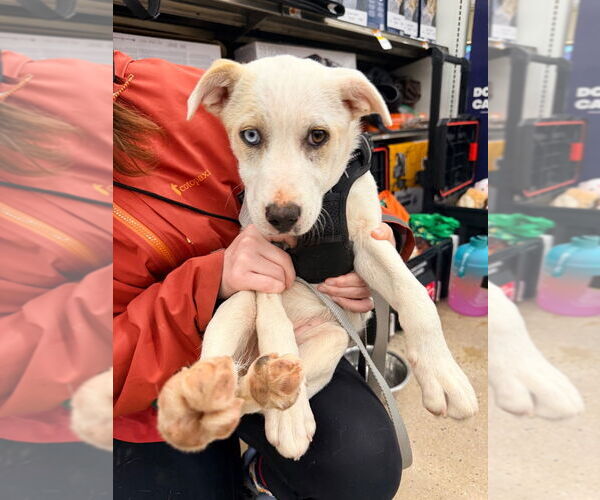 Medium Photo #1 Labrador Retriever-Unknown Mix Puppy For Sale in Lawrenceville, NJ, USA