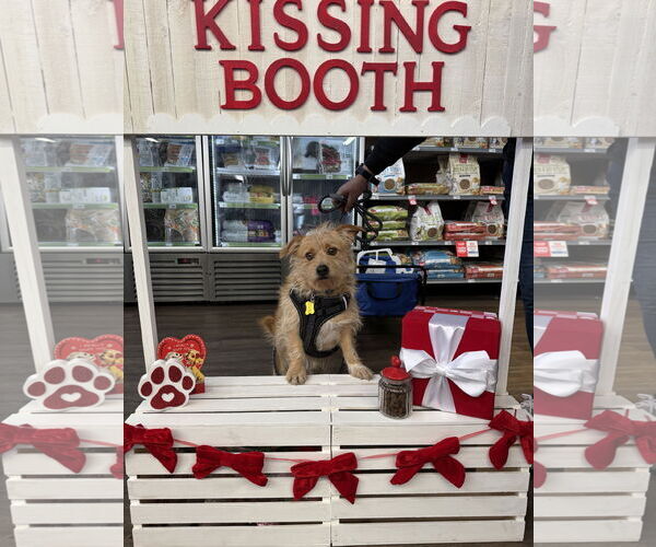 Medium Photo #4 Chihuahua-Unknown Mix Puppy For Sale in Sandy, UT, USA