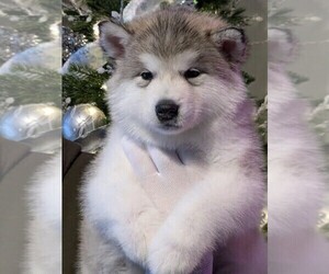Alaskan Malamute Puppy for sale in ANOKA, MN, USA