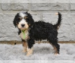Small #3 Bernedoodle