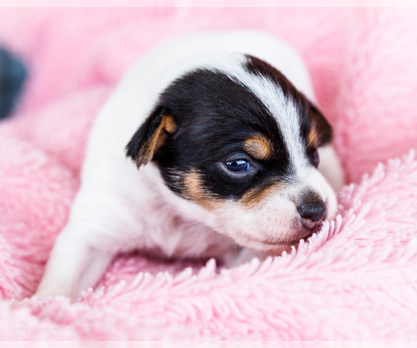 Medium Photo #10 Fox Terrier (Smooth)-Fox Terrier (Toy) Mix Puppy For Sale in WAKARUSA, IN, USA