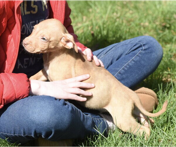 Medium Photo #8 Mutt Puppy For Sale in Mechanicsburg, PA, USA