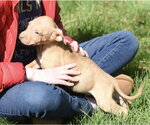 Small Photo #8 Mutt Puppy For Sale in Mechanicsburg, PA, USA