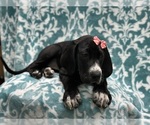 Small Photo #3 Great Dane Puppy For Sale in LAKELAND, FL, USA