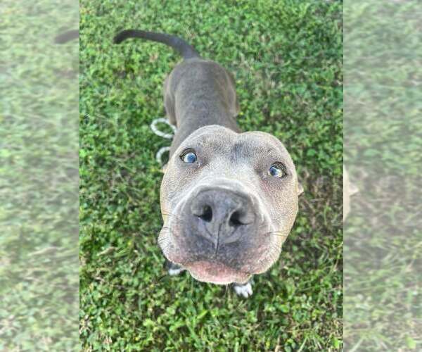 Medium Photo #3 Mutt Puppy For Sale in Abbeville, LA, USA