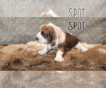 Small #2 Basset Hound