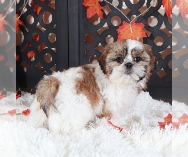Medium Photo #2 Shih Tzu Puppy For Sale in MOUNT VERNON, OH, USA