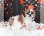 Small #1 Shih Tzu