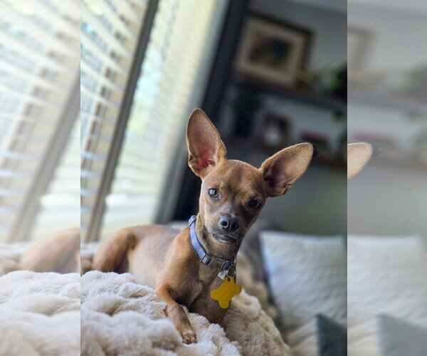 Medium Photo #9 Chihuahua-Unknown Mix Puppy For Sale in Sandy, UT, USA