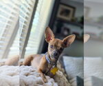 Small #8 Chihuahua Mix
