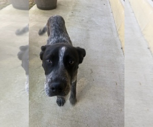 Mutt-Texas Heeler Mix Dogs for adoption in CANTON, TX, USA