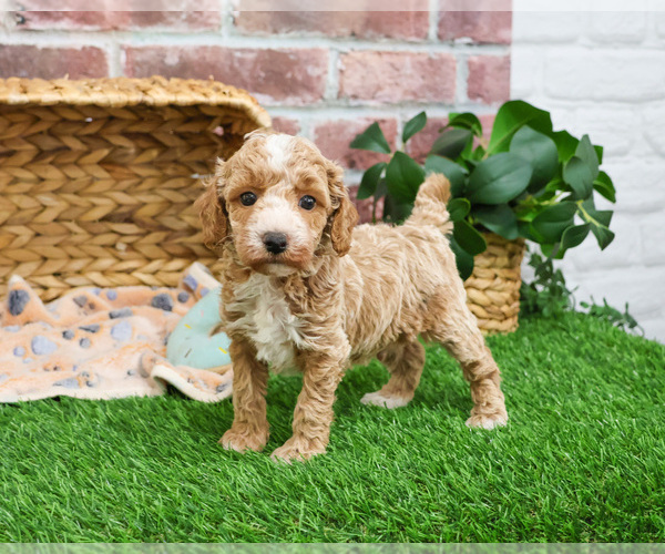 Medium Photo #2 Poodle (Miniature) Puppy For Sale in SYRACUSE, IN, USA
