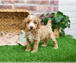 Small #1 Poodle (Miniature)