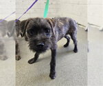 Small Mutt