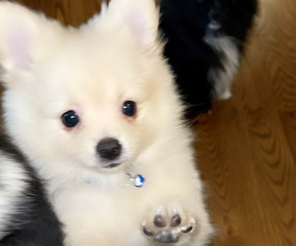 Medium Photo #4 Pomeranian Puppy For Sale in COLUMBIA, MO, USA