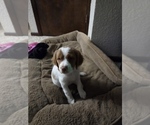 Small Photo #7 Brittany Puppy For Sale in EAST DUBUQUE, IL, USA