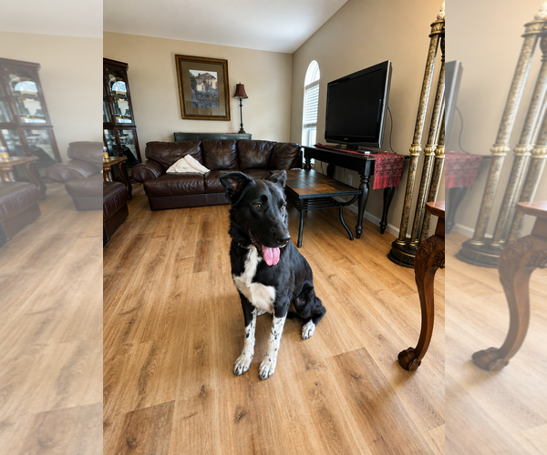 Medium Photo #2 Border Collie-Unknown Mix Puppy For Sale in Dallas, TX, USA