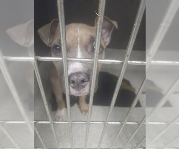 Medium Photo #1 American Staffordshire Terrier-Unknown Mix Puppy For Sale in Tallahassee, FL, USA