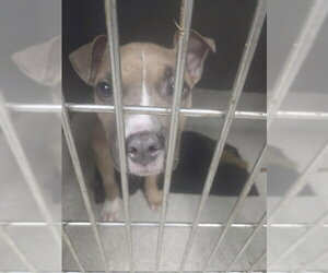 American Staffordshire Terrier-Unknown Mix Dogs for adoption in Tallahassee, FL, USA