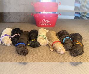 Goldendoodle mix (+ Poodle Standard) Litter for sale in SARASOTA, FL, USA