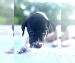Small Photo #9 German Shorthaired Pointer Puppy For Sale in CORBIN, KY, USA