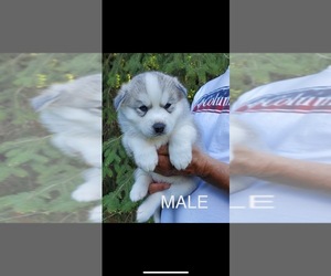 Siberian Husky Puppy for sale in KELSO, WA, USA