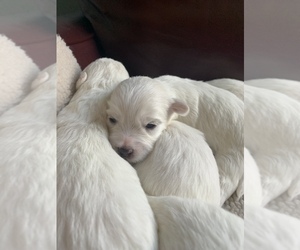 Coton de Tulear Puppy for sale in GRAYSLAKE, IL, USA