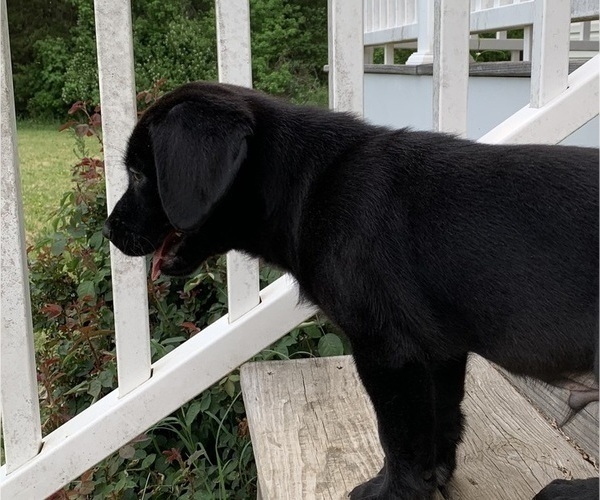 Medium Photo #7 Labrador Retriever Puppy For Sale in SPOTSYLVANIA, VA, USA
