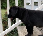 Small Photo #7 Labrador Retriever Puppy For Sale in SPOTSYLVANIA, VA, USA