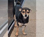 Small #8 Chihuahua
