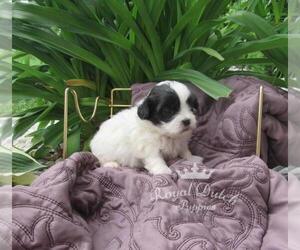 Zuchon Puppy for sale in LE MARS, IA, USA