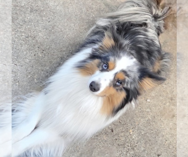 Medium Photo #1 Miniature Australian Shepherd Puppy For Sale in GROVER BEACH, CA, USA