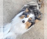 Small Miniature Australian Shepherd