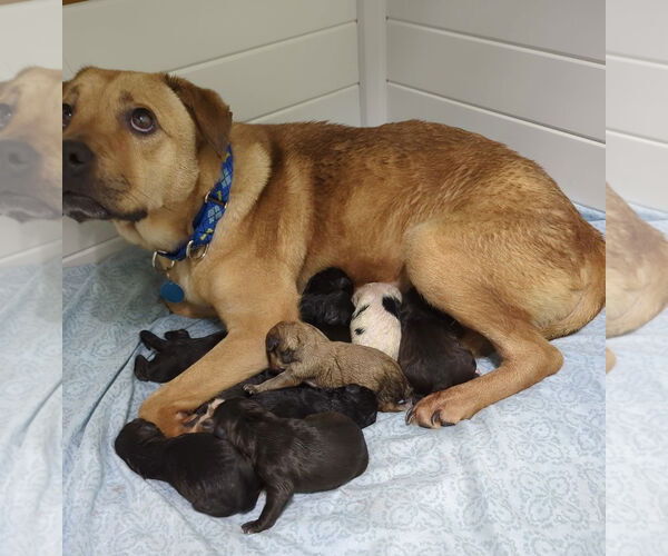 Medium Photo #10 Mutt Puppy For Sale in Cary, NC, USA