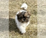 Small #7 Shih Tzu
