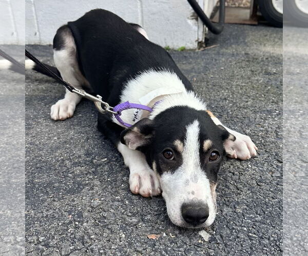 Medium Photo #1 Mutt Puppy For Sale in Sterling, MA, USA
