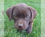 Puppy Puppy 3 Labrador Retriever