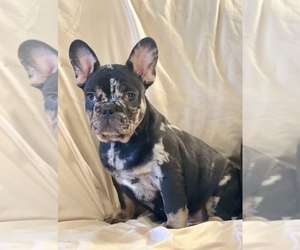 French Bulldog Puppy for Sale in NEWARK, New Jersey USA
